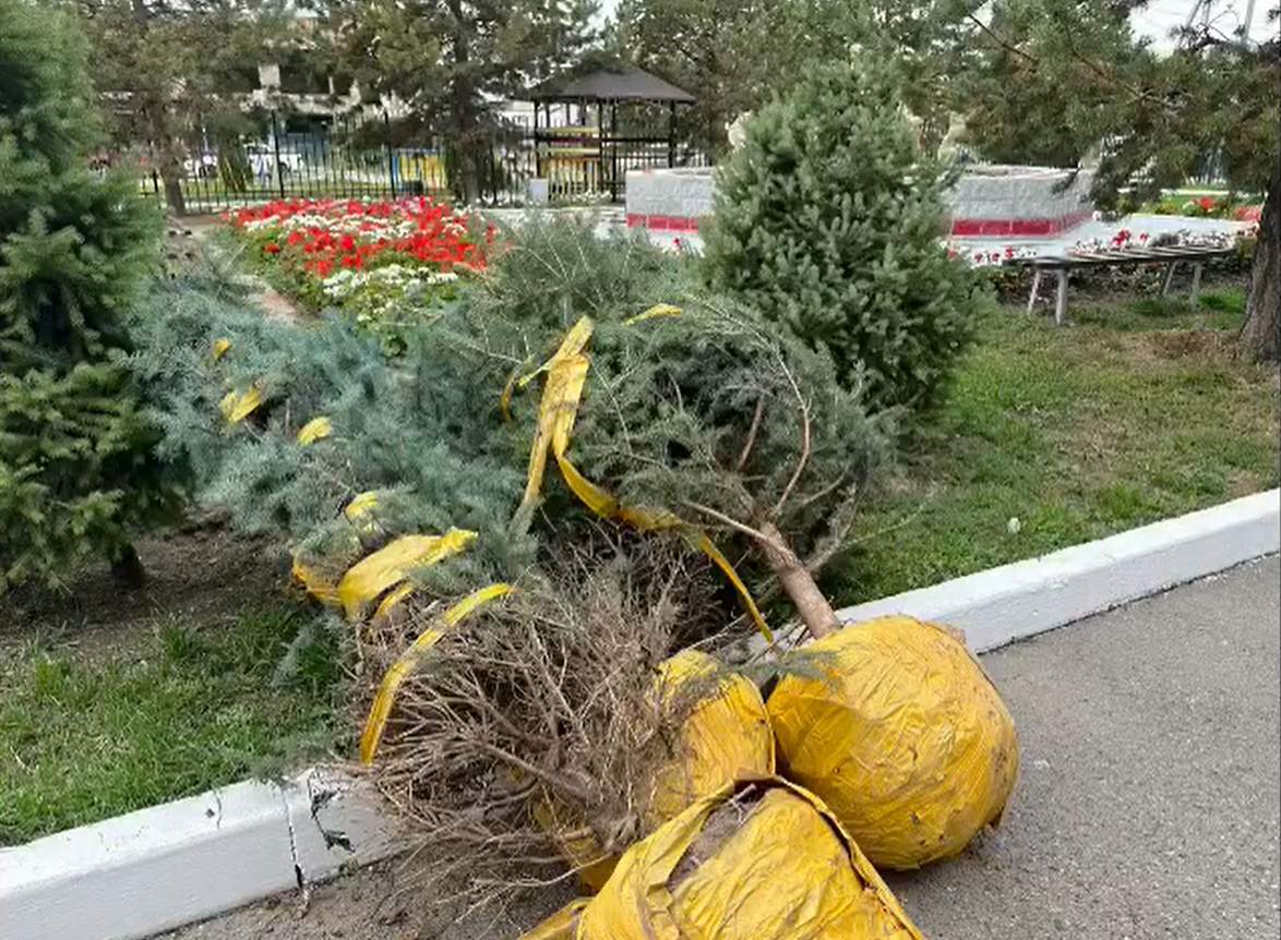 АҒАШ ОТЫРҒЫЗУ – АТАДАН ҚАЛҒАН МИРАС